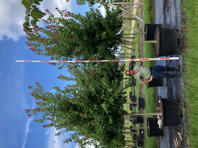 acer-rubrum-red-maple-rufacer-rubrum