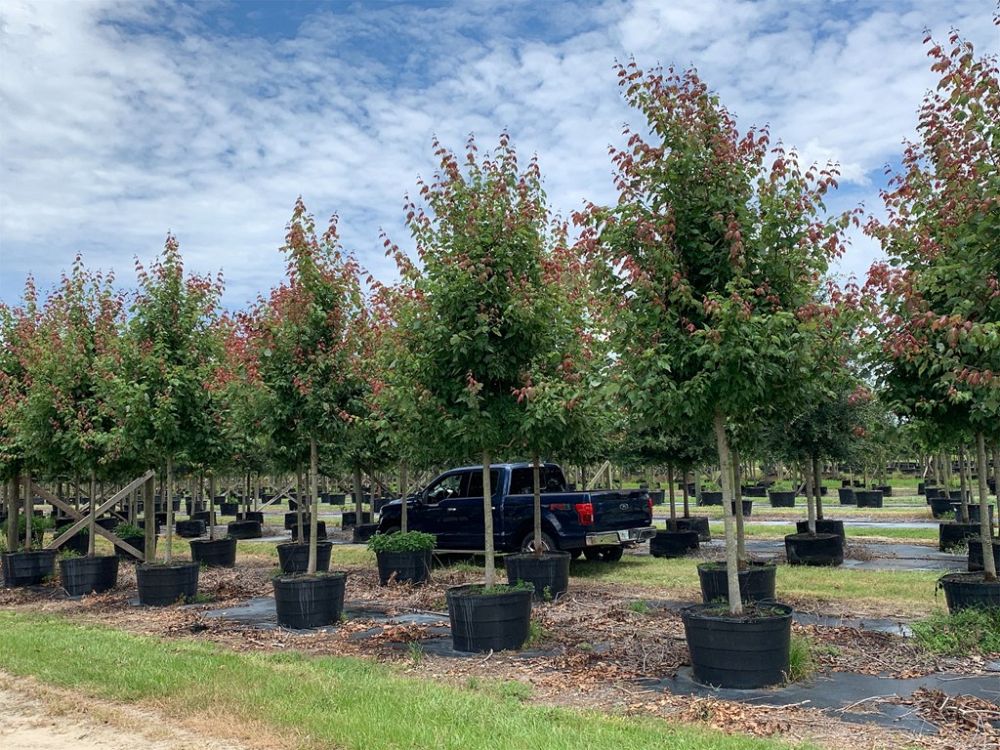 acer-rubrum-red-maple-rufacer-rubrum