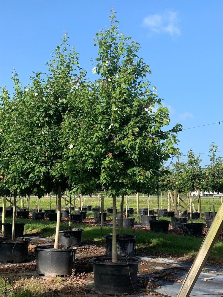 acer-rubrum-red-maple-rufacer-rubrum