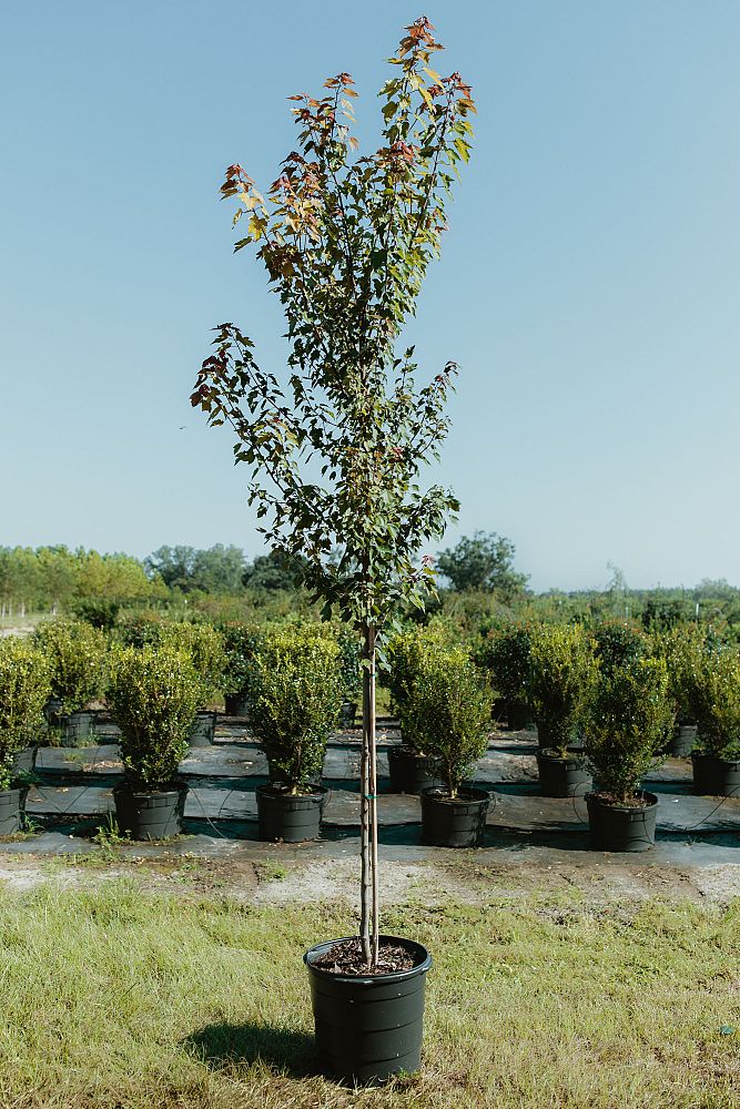 acer-rubrum-red-maple-rufacer-rubrum