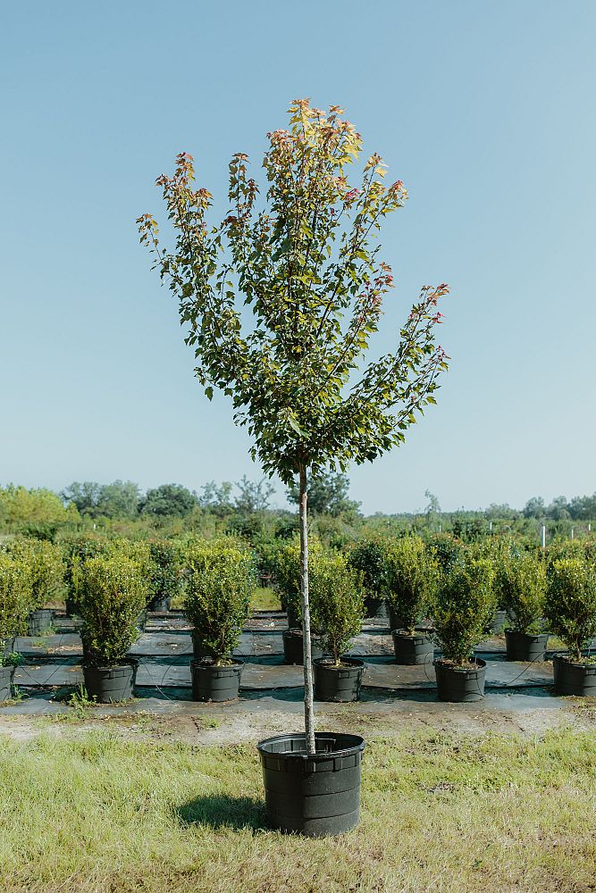 acer-rubrum-red-maple-rufacer-rubrum