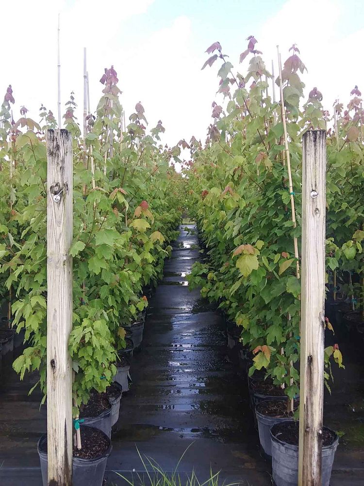 acer-rubrum-red-maple-rufacer-rubrum