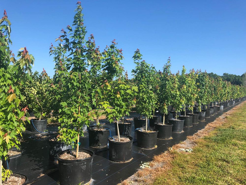 acer-rubrum-red-maple-rufacer-rubrum