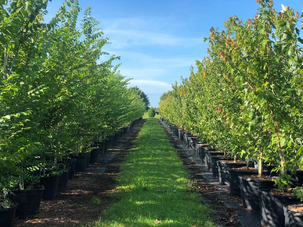 acer-rubrum-red-maple-rufacer-rubrum