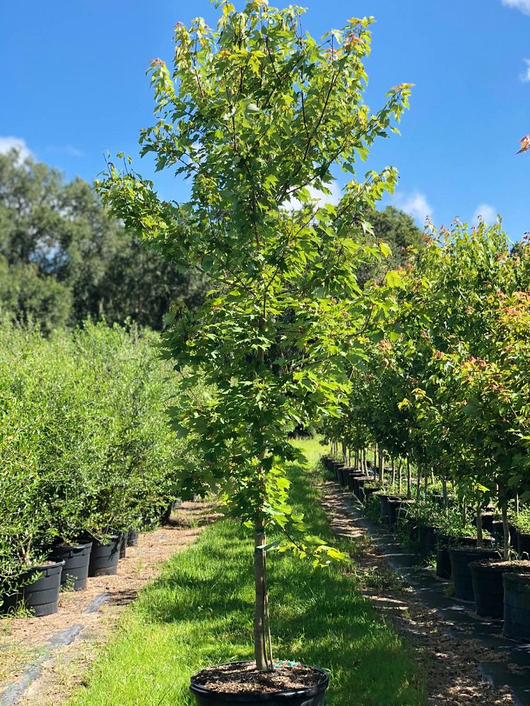 acer-rubrum-red-maple-rufacer-rubrum