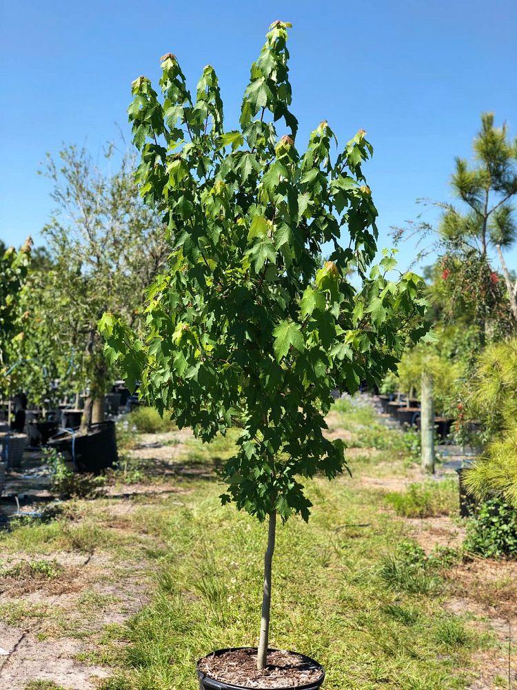 acer-rubrum-red-maple-rufacer-rubrum