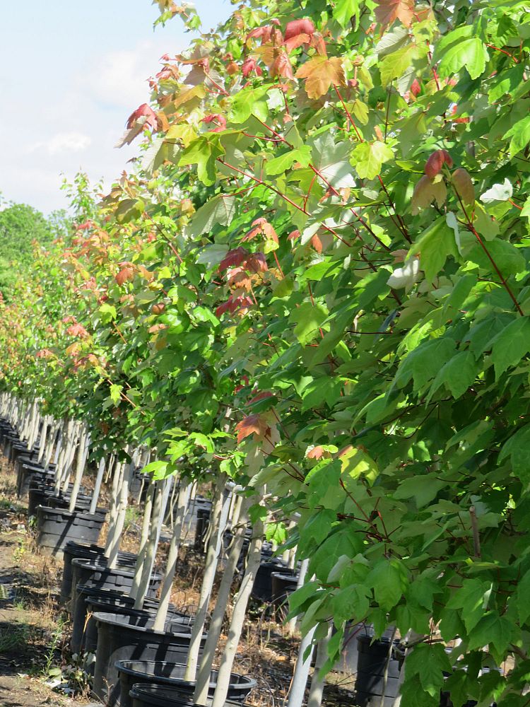 acer-rubrum-red-maple-rufacer-rubrum