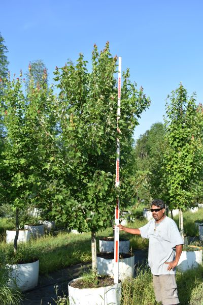 acer-rubrum-red-maple-rufacer-rubrum