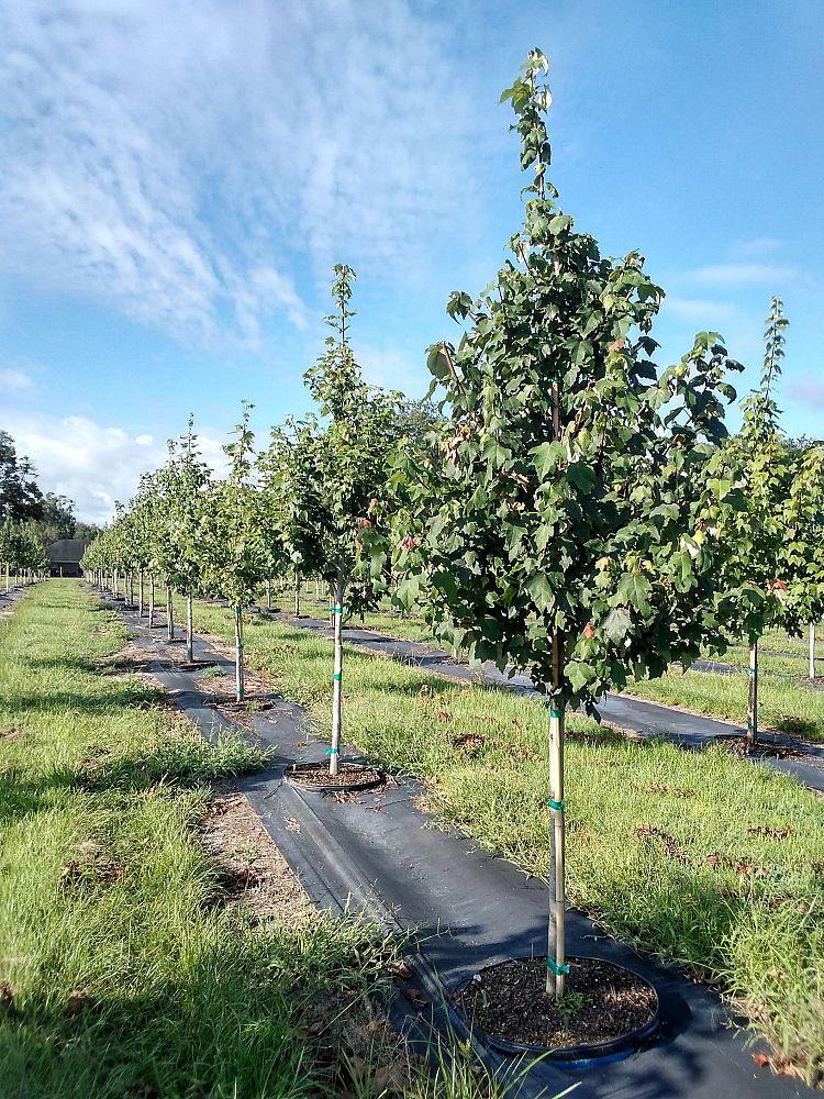 acer-rubrum-red-maple-rufacer-rubrum