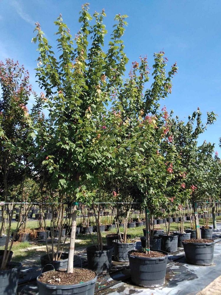 acer-rubrum-red-maple-rufacer-rubrum