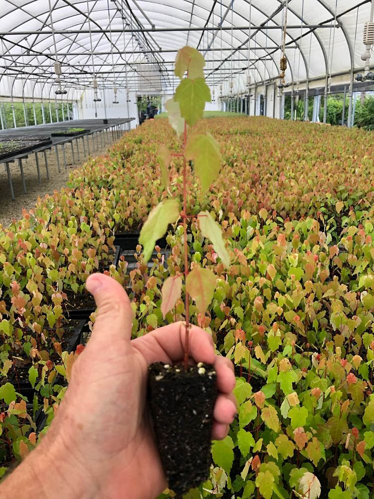 acer-rubrum-red-maple-rufacer-rubrum