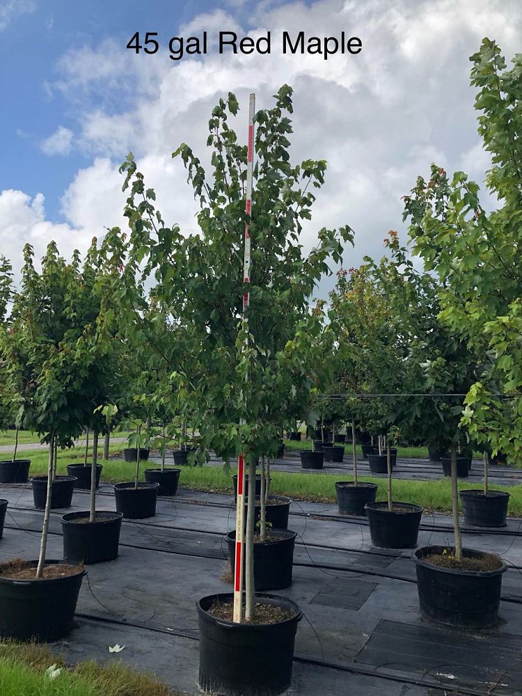 acer-rubrum-red-maple-rufacer-rubrum
