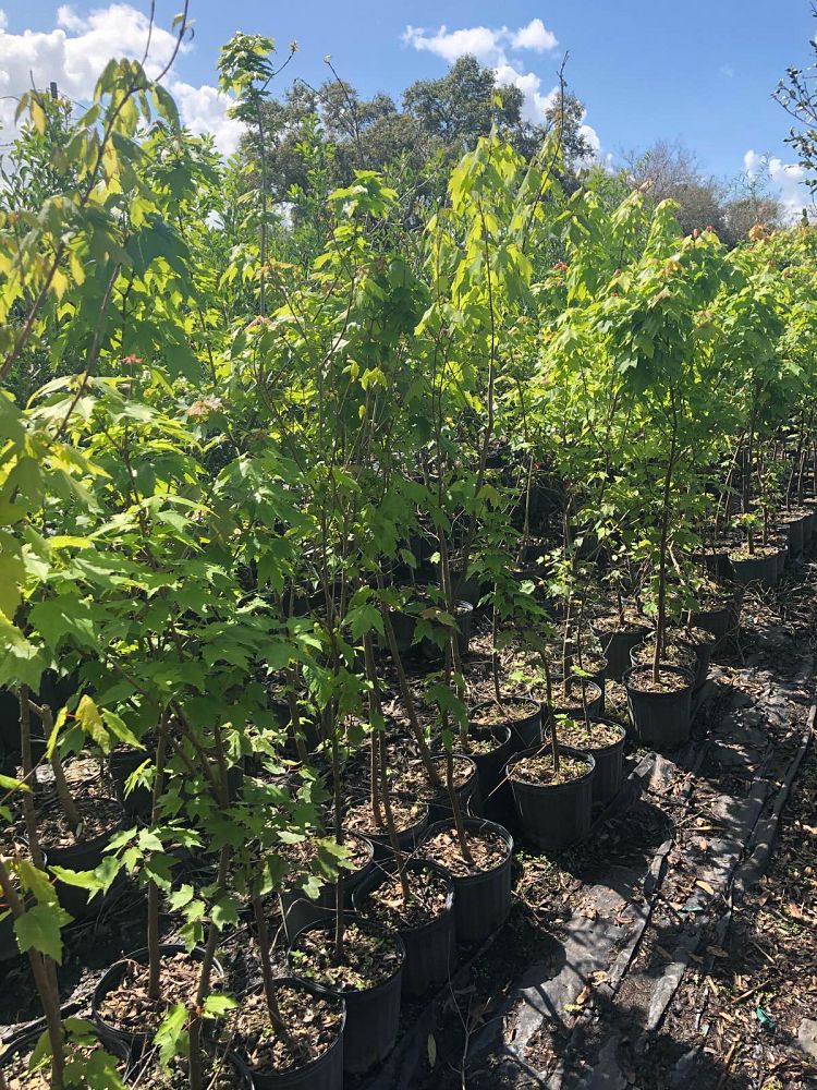 acer-rubrum-red-maple-rufacer-rubrum