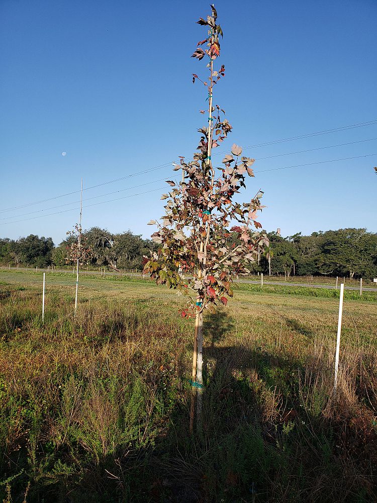 acer-rubrum-red-maple-rufacer-rubrum