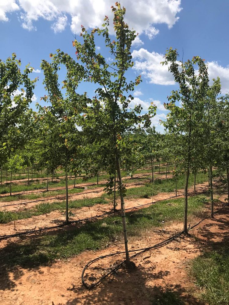acer-rubrum-red-maple-rufacer-rubrum