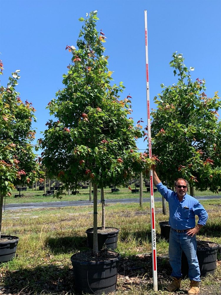 acer-rubrum-red-maple-rufacer-rubrum