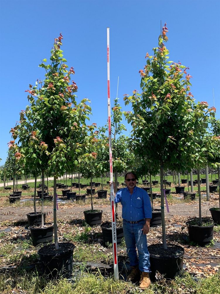 acer-rubrum-red-maple-rufacer-rubrum