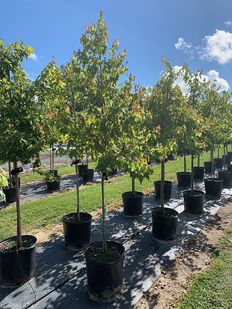 acer-rubrum-red-maple-rufacer-rubrum