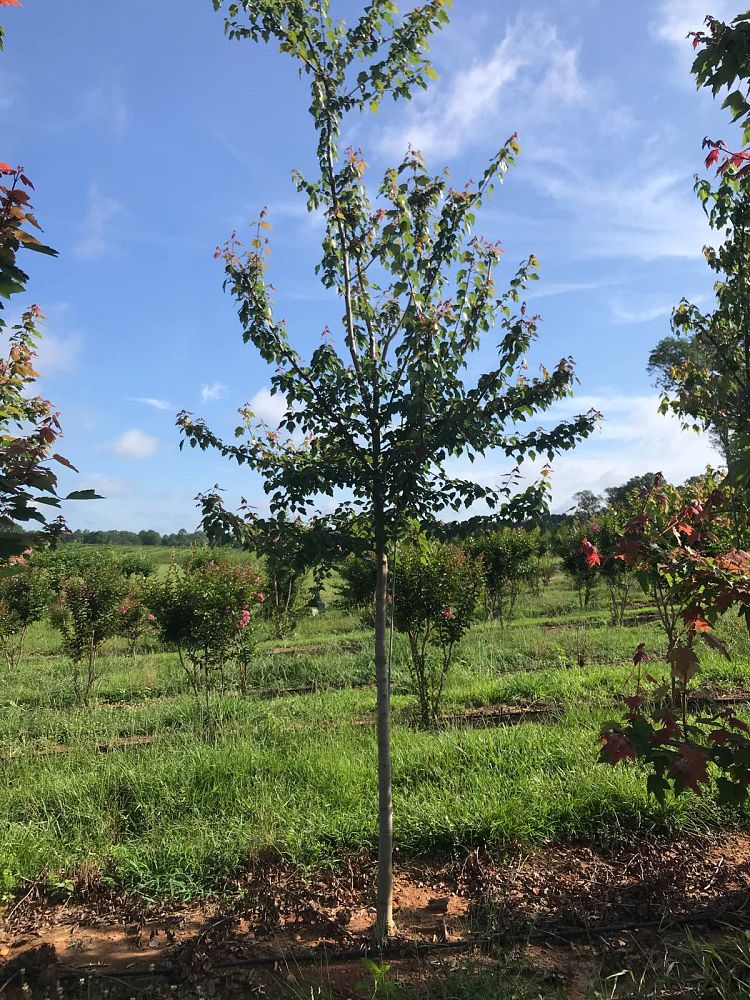 acer-rubrum-red-maple-rufacer-rubrum