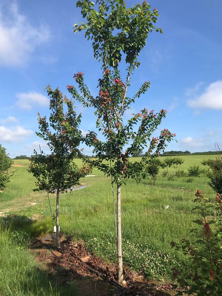 acer-rubrum-red-maple-rufacer-rubrum