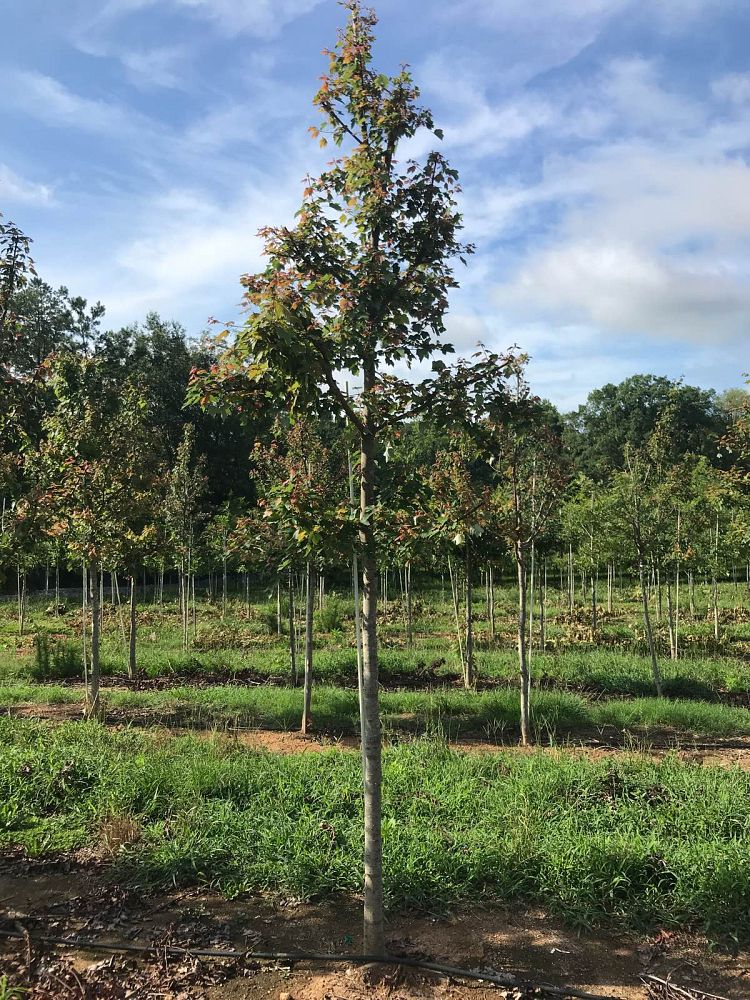 acer-rubrum-red-maple-rufacer-rubrum