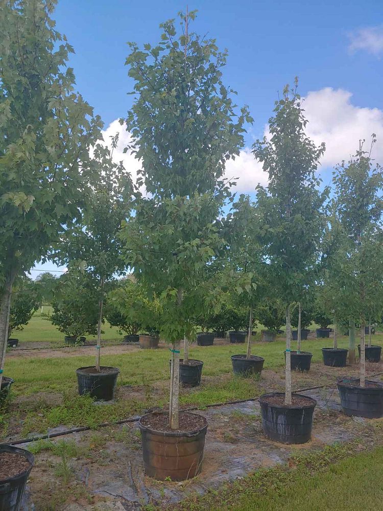 acer-rubrum-red-maple-rufacer-rubrum