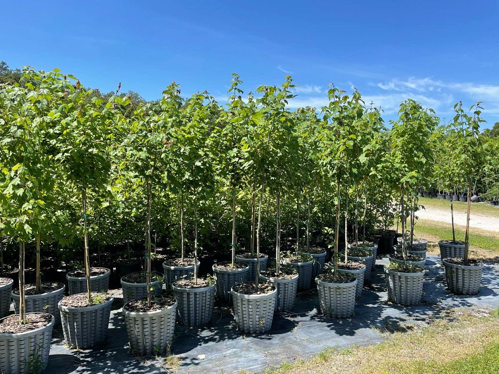 acer-rubrum-red-maple-rufacer-rubrum