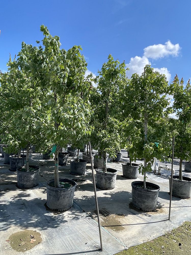 acer-rubrum-red-maple-rufacer-rubrum