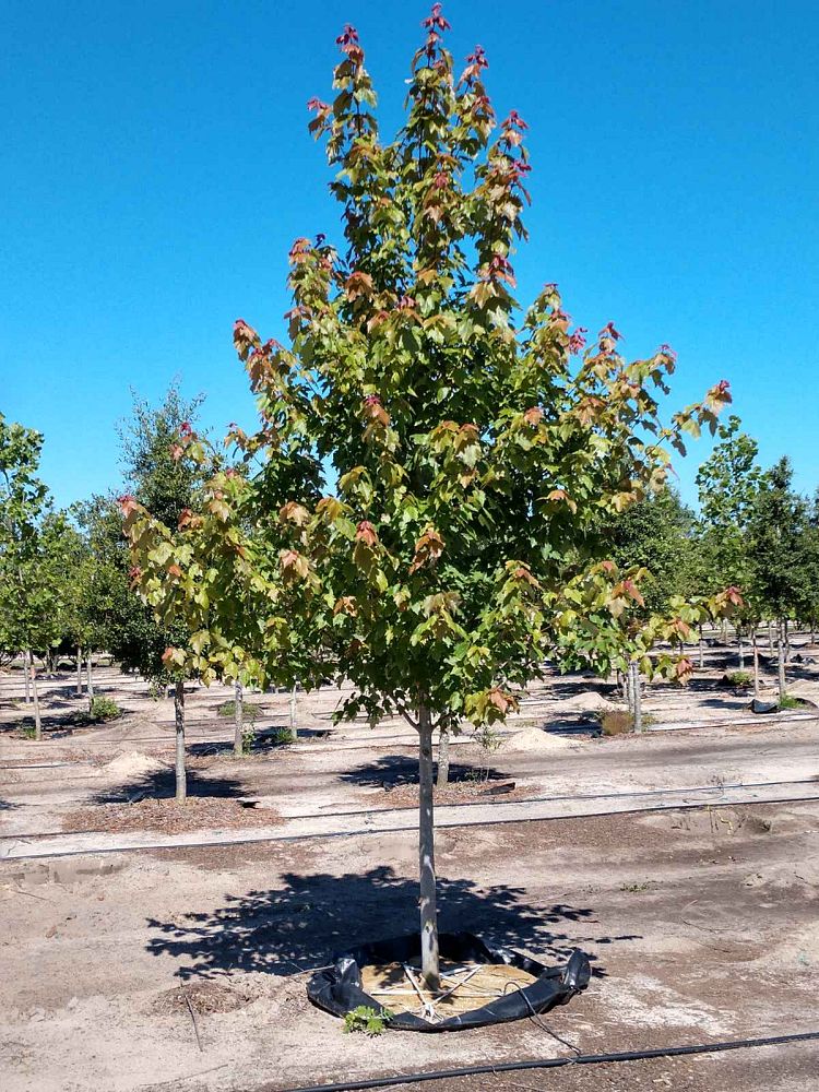 acer-rubrum-red-maple-rufacer-rubrum