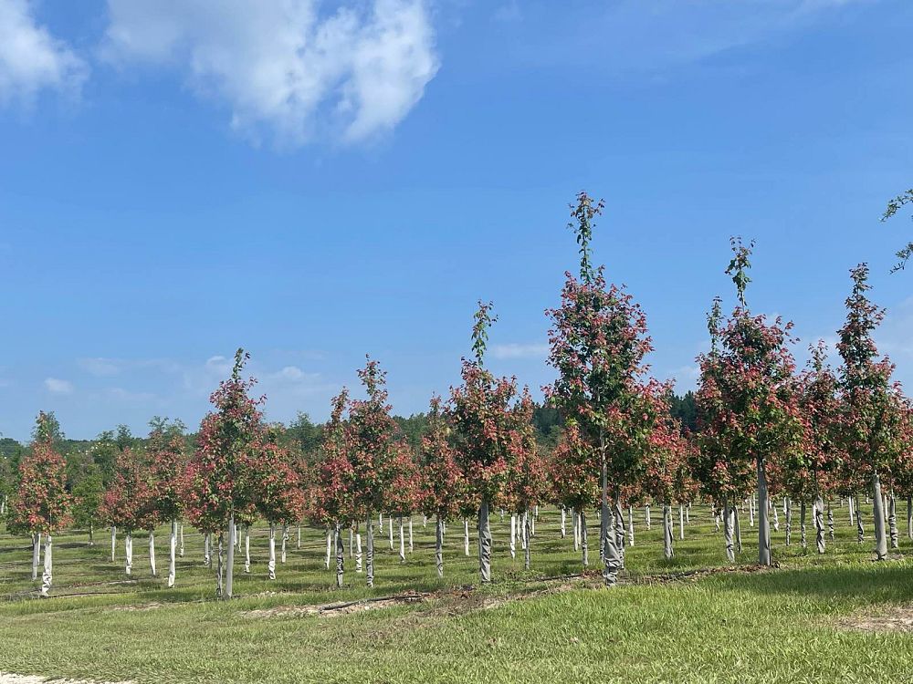 acer-rubrum-red-maple-rufacer-rubrum