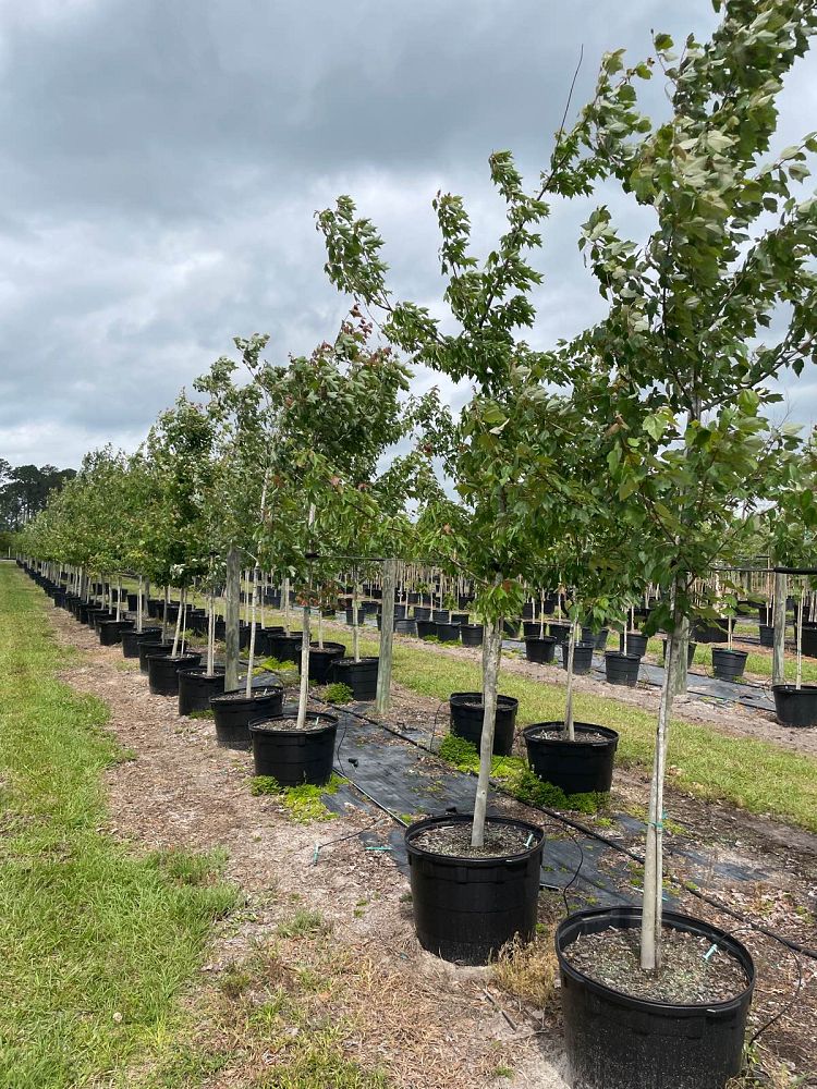 acer-rubrum-red-maple-rufacer-rubrum