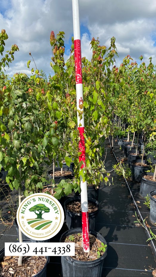 acer-rubrum-red-maple-rufacer-rubrum