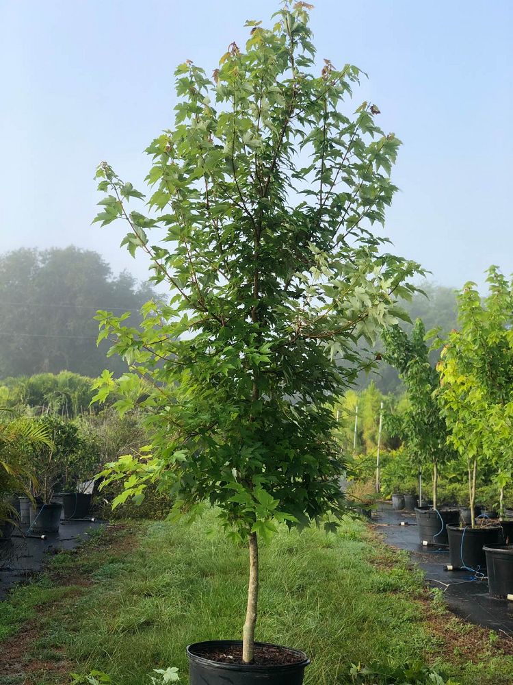 acer-rubrum-red-maple-rufacer-rubrum