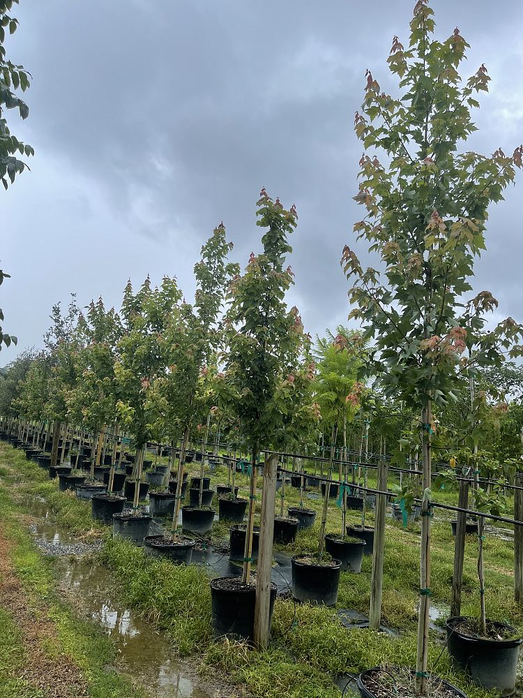 acer-rubrum-red-maple-rufacer-rubrum
