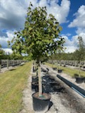 acer-rubrum-red-maple-rufacer-rubrum