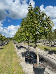 acer-rubrum-red-maple-rufacer-rubrum