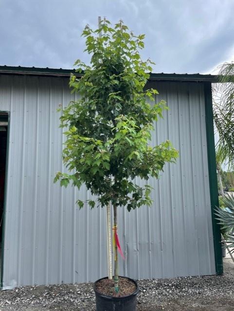 acer-rubrum-red-maple-rufacer-rubrum