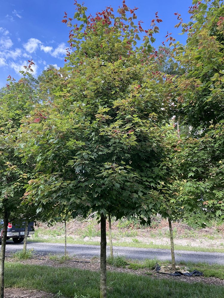 acer-rubrum-red-maple-rufacer-rubrum
