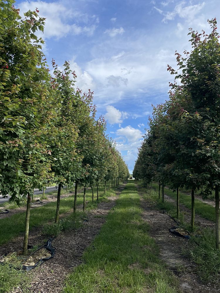 acer-rubrum-red-maple-rufacer-rubrum