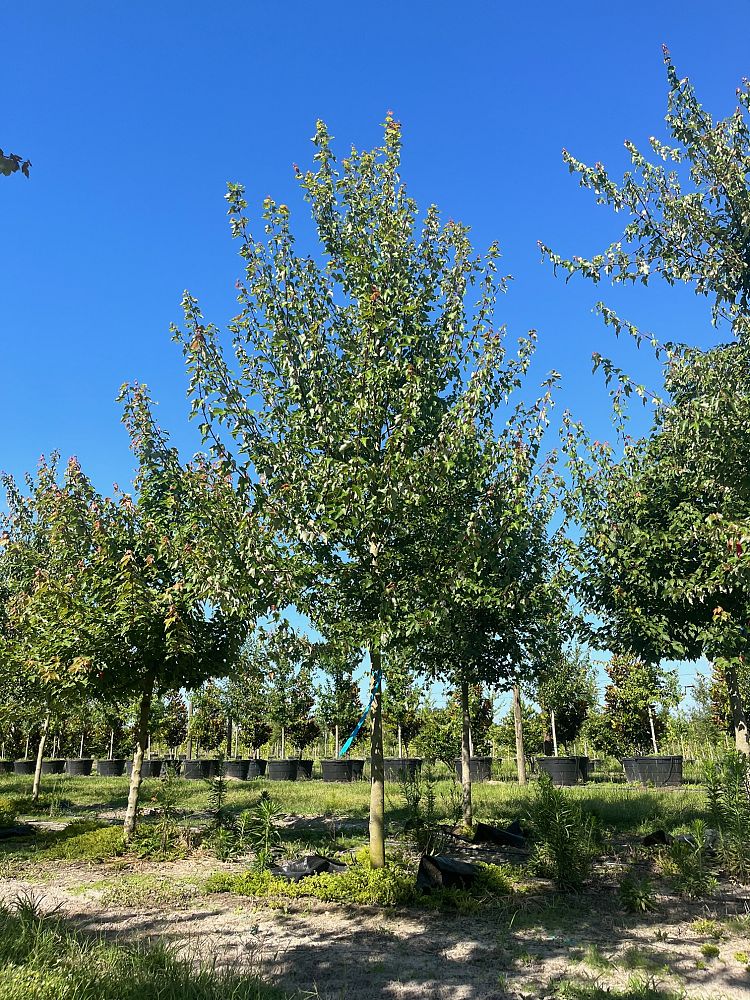 acer-rubrum-red-maple-rufacer-rubrum