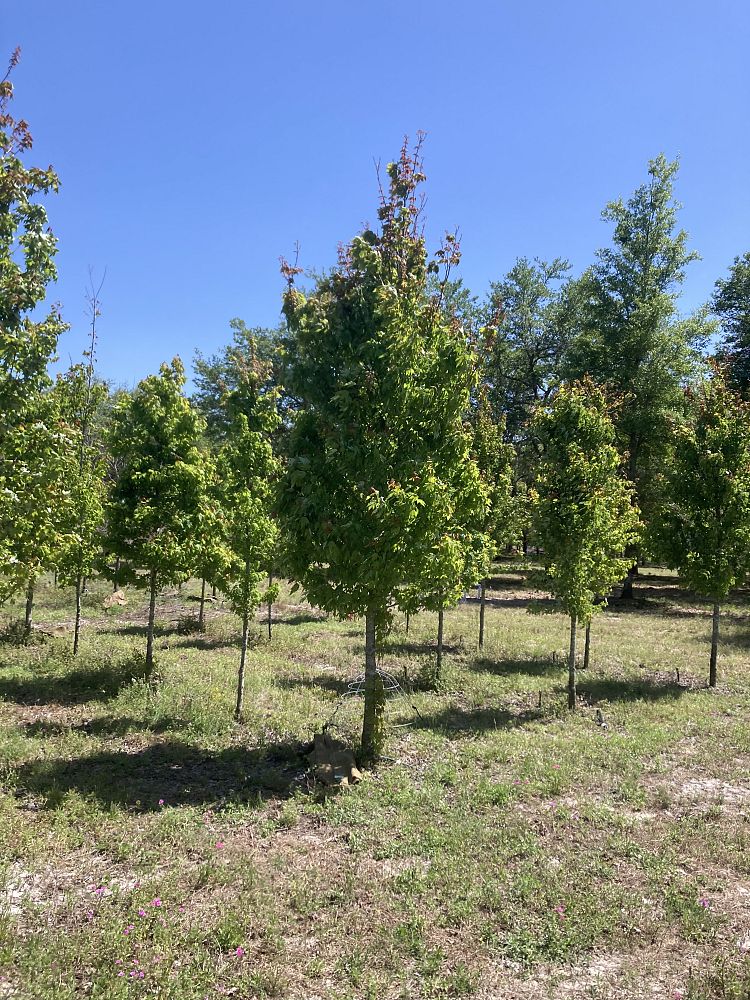 acer-rubrum-red-maple-rufacer-rubrum