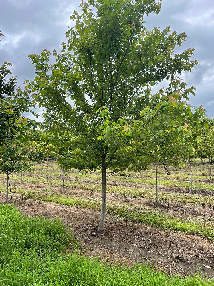 acer-rubrum-red-maple-rufacer-rubrum