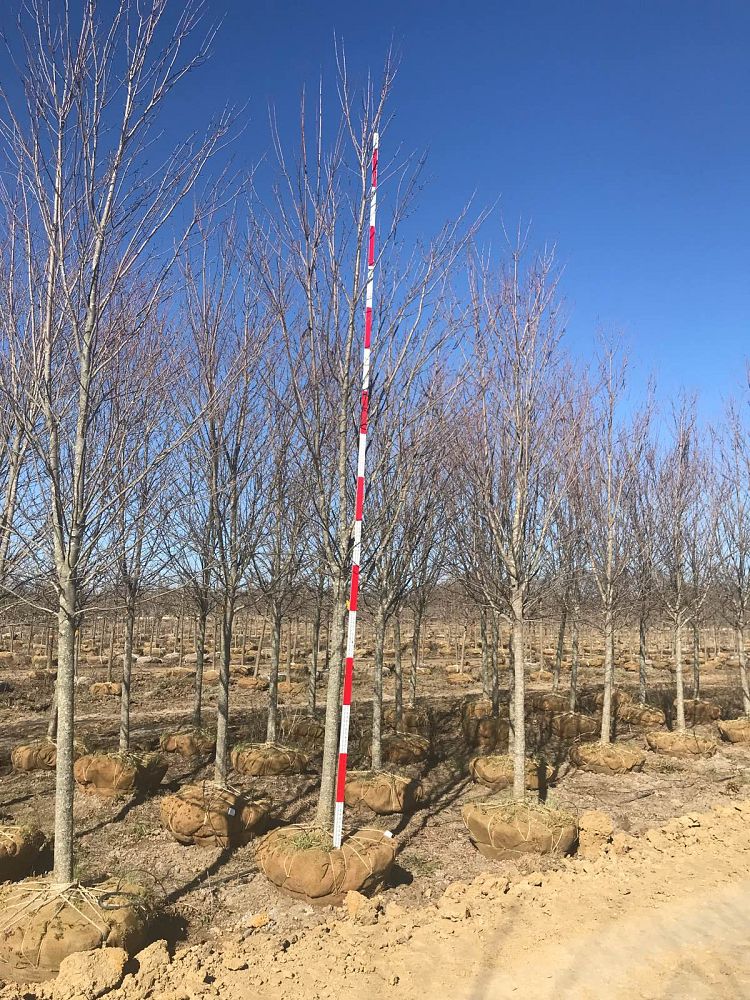 acer-rubrum-red-maple-rufacer-rubrum