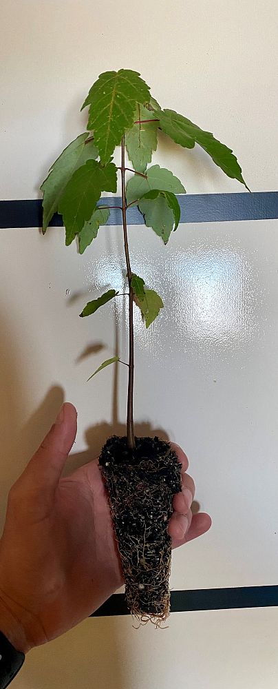 acer-rubrum-red-maple-rufacer-rubrum