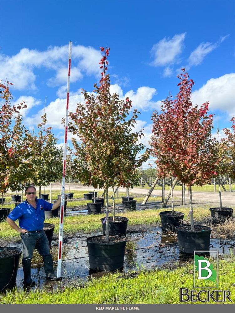 acer-rubrum-red-maple-rufacer-rubrum