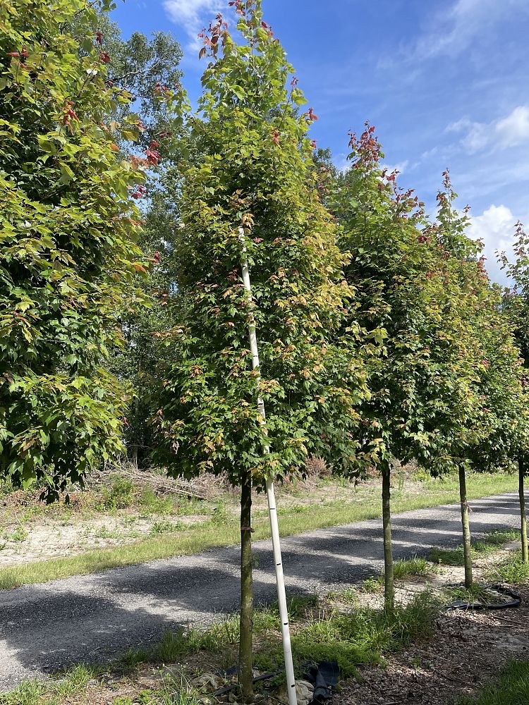 acer-rubrum-red-maple-rufacer-rubrum