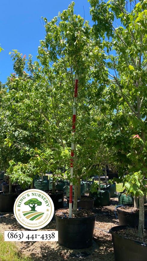acer-rubrum-red-maple-rufacer-rubrum