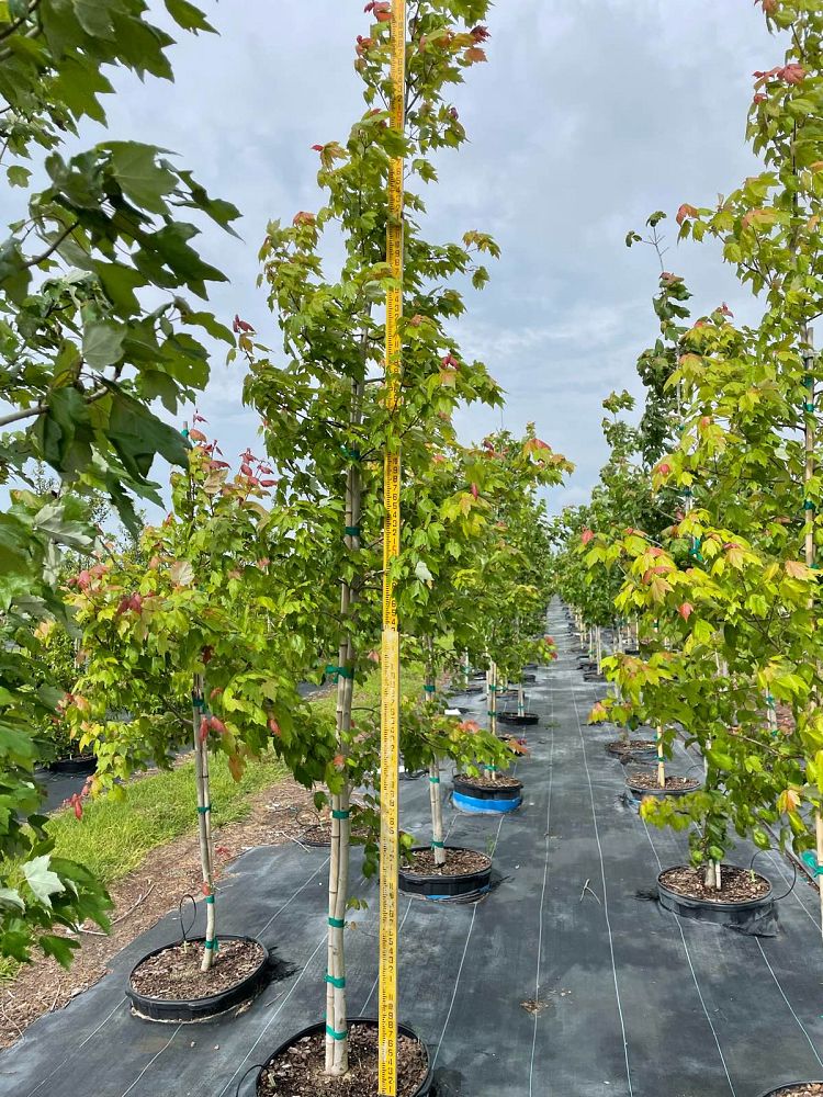acer-rubrum-red-maple-rufacer-rubrum