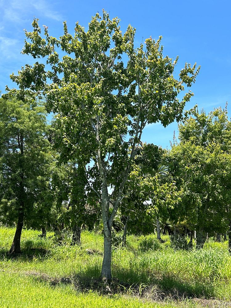 acer-rubrum-red-maple-rufacer-rubrum