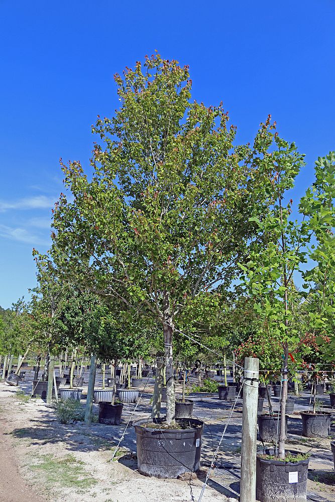 acer-rubrum-red-maple-rufacer-rubrum